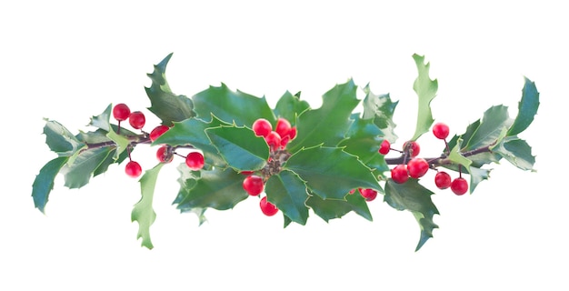 Holly branch with  leaves and berries isolated on white background