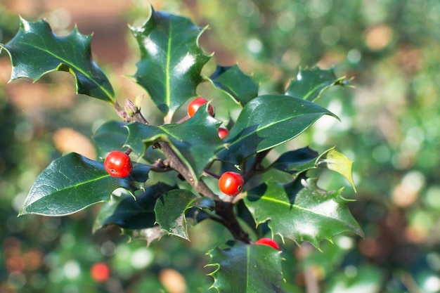 Holly bush with red berries close up