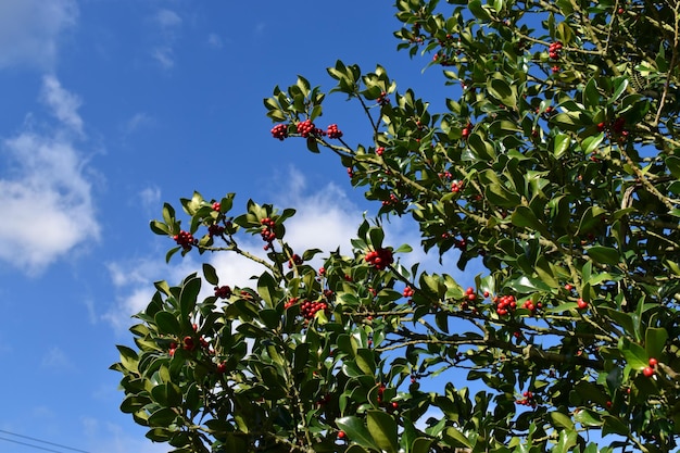 Holly (Ilex aquifolium) with fruits in autumn and winter