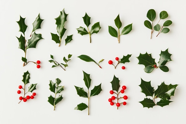 Photo holly and mistletoe leaves collection