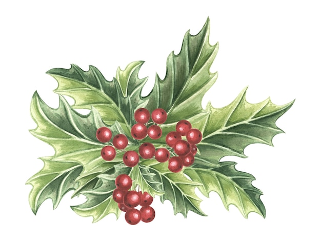 Holly with green leaves and red berries winter christmas traditional plants in vintage hand drawn