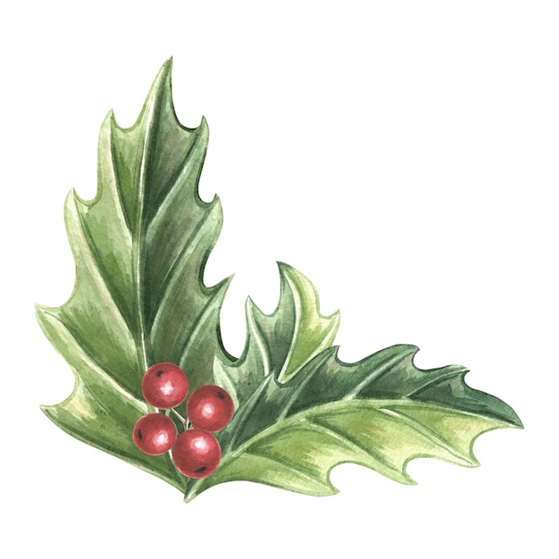 Holly with green leaves and red berries winter christmas traditional plants in vintage hand drawn