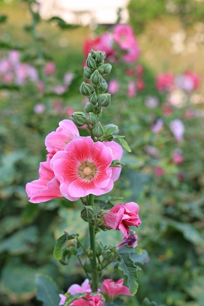 Hollyhock flower in a garden