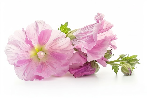 Hollyhock Isolated on White Background Beautiful Hollyhock Flower