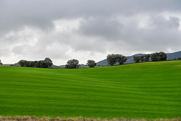 Holm oaks among the fields of green cereals in a slightly undulating landscape