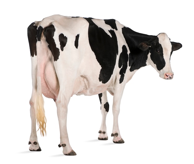 Holstein cow, standing