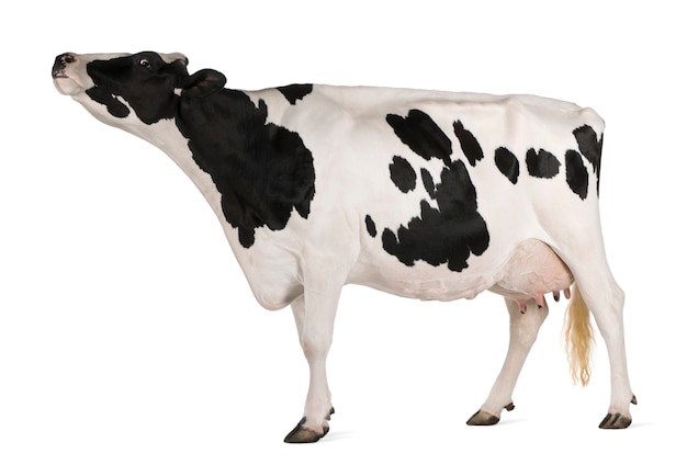 Holstein cow, standing