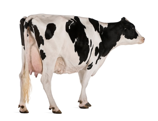 Holstein cow, standing