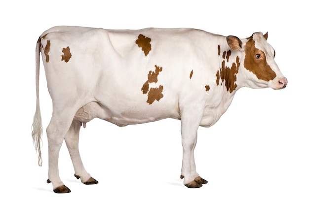 Holstein cow, standing