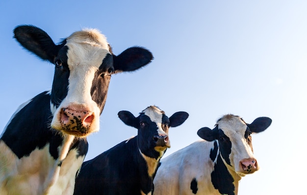 Holstein cows in the pasture with blue sky