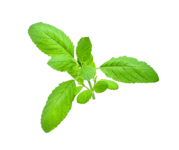 Holy Basil leaf or thai basil or Ocimum sanctum isolated on white background Green leaves pattern