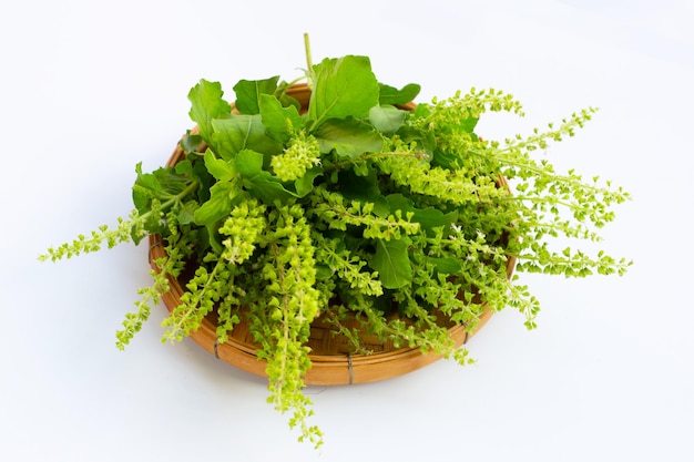 Holy basil leaves on white background