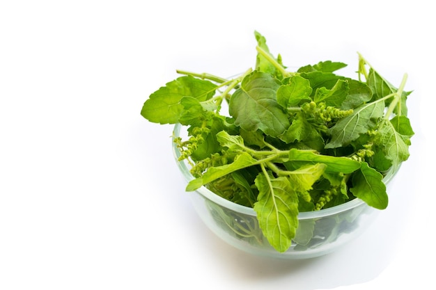 Holy basil leaves with flower on white