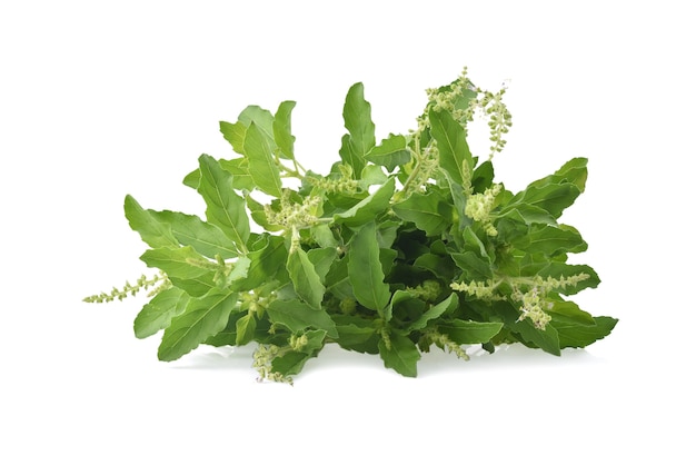 Holy Basil,Ocimum sanctum isolate on white background