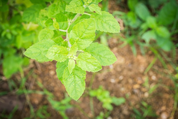 Holy basil plant. Top view.