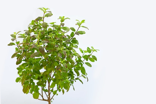 Holy Basil plant on white.