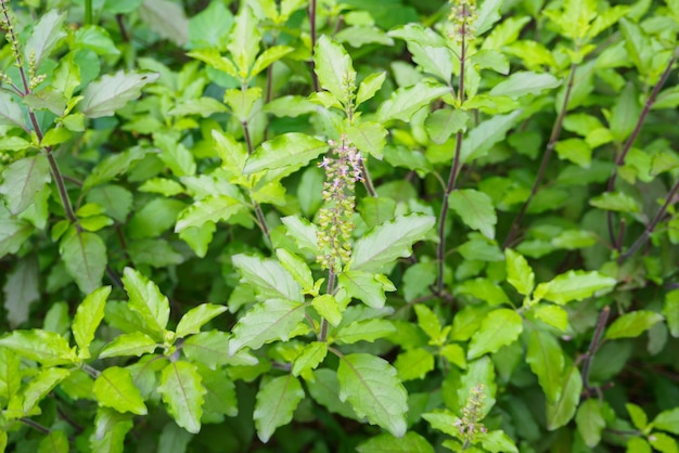 Holy basil or Sacred basil in organic garden