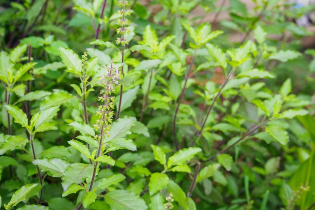 Holy basil or Sacred basil in organic garden