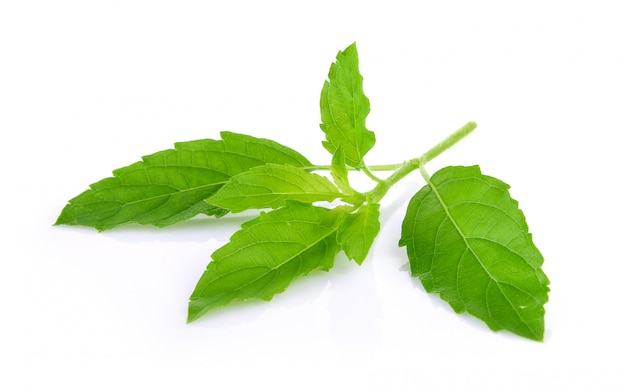 Holy basil on white background