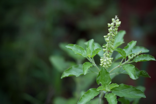 holy basil