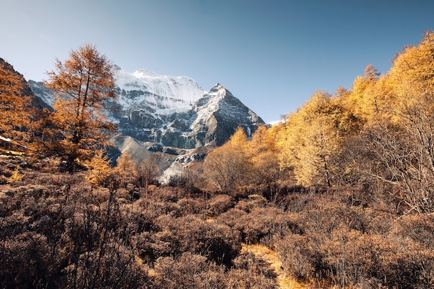 Holy Xiannairi mountain in autumn pine forest at Yading Nature Reserve