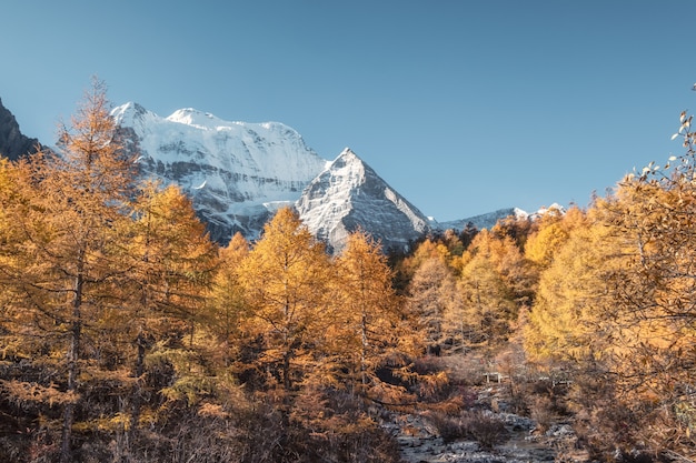 Photo holy xiannairi mountain in autumn pine forest at yading nature reserve