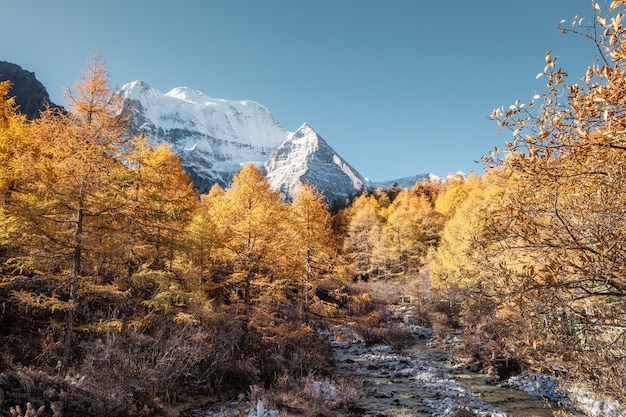 Holy Xiannairi mountain with autumn pine forest