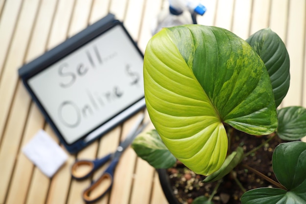 Homalomena rubescens variegated leaf on table with tool for making plant online selling in freetime at home