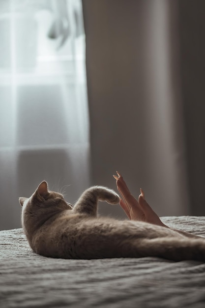 home beautiful peach british cat lies on the bed, her owner plays with her