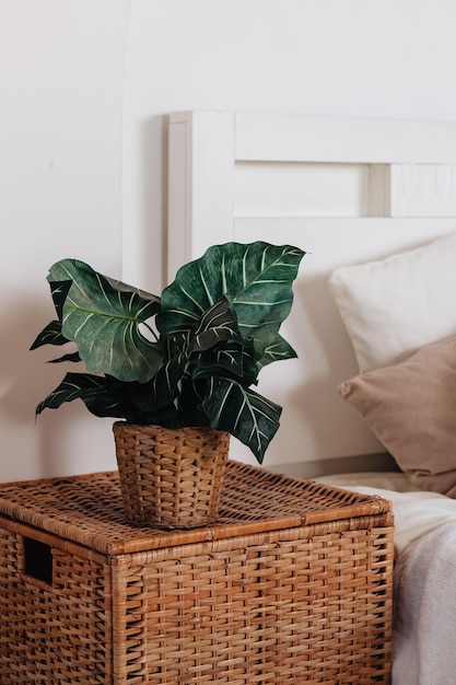 Home bedroom closeup plant flower pot near bed Room natural decoration at house interior nobody at modern apartment Bedding blanket decor at minimalistic furniture designboho style decoration