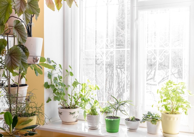 Home cozy interior with different green potted house plants near window and on windowsill in sunny winter day. Cozy sustainable hobby. Trendy home gardening. Nature at home trend. Copy space for text.