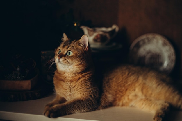 home cute red cat with green eyes on a dark background