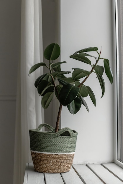 Home ficus flower on the window Rain outside the window