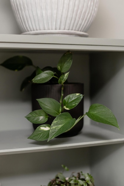 Home flower in a black pot on a shelf Home interior