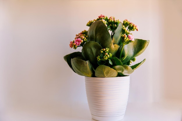 Home flower in a pot on a white background closeup