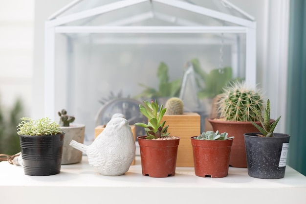 Home garden decoration idea mini Succulent plants garden