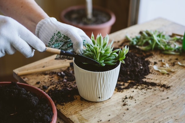 Home garden how to transplant repot a succulent propagating succulents woman gardeners hand