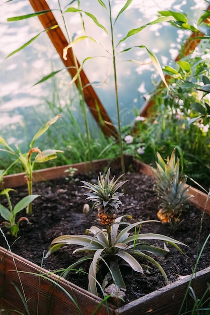 Home garden pineapple cultivation hothouse foliage