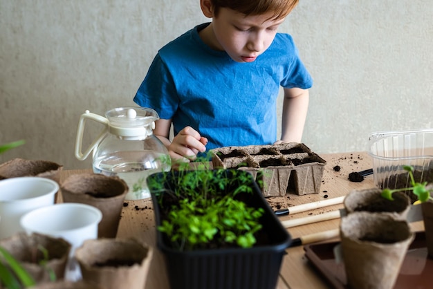 Home gardening children's hands of a gardener child planting seedlings and watering plants seedlings in eco pots closeup