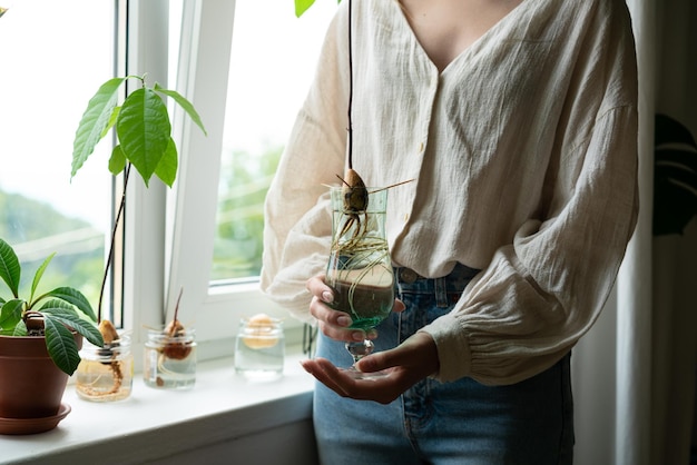 Home gardening concept Unrecognizable woman holding retro jar with avocado plant growing in water