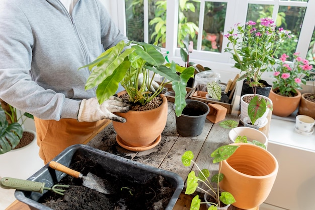 Home gardening and planting tree at botanic garden for sell online. Asian woman relax and lifestyle in spring season.