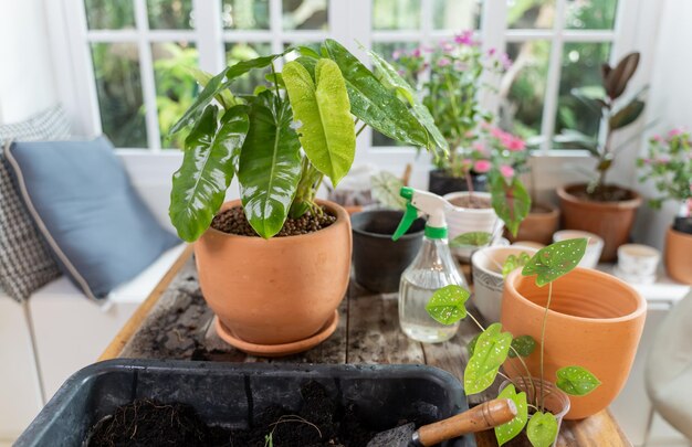 Home gardening and planting tree on wooden table. Relax and lifestyle in spring season.