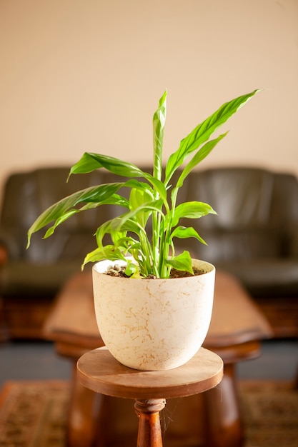 Home gardening. Potted green plant Anthurium  on the table in the living room interior