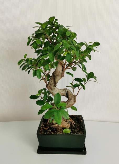 Home Japanese miniature bonsai tree in a ceramic pot on white interior Ficus Microcarpa Ginseng