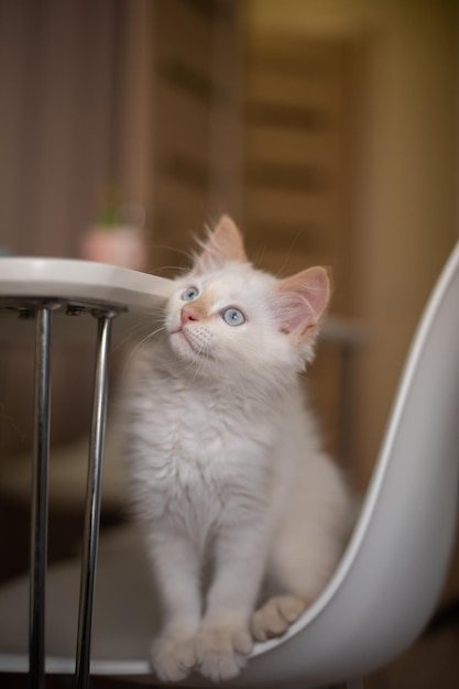 Home life with a pet Kitten plays on a chair