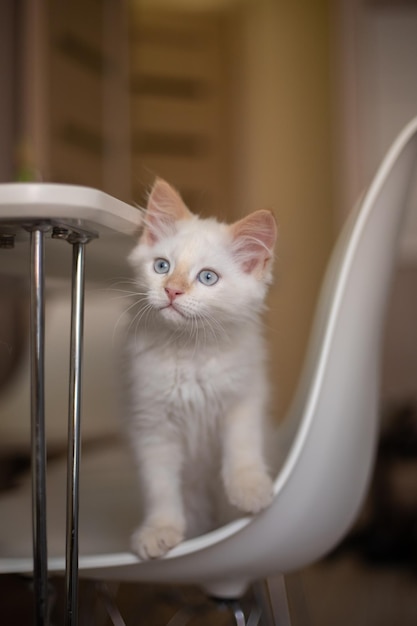 Home life with a pet Kitten plays on a chair