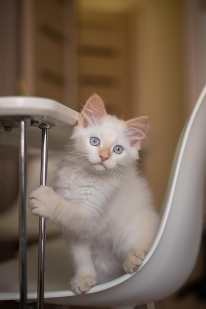 Home life with a pet Kitten plays on a chair