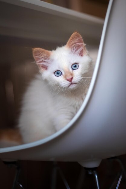 Home life with a pet Kitten plays on a chair