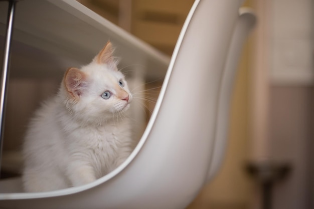 Home life with a pet Kitten plays on a chair