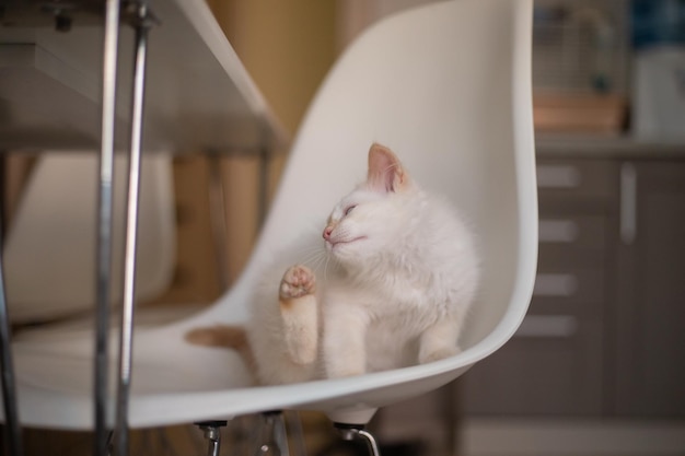 Home life with a pet Kitten plays on a chair